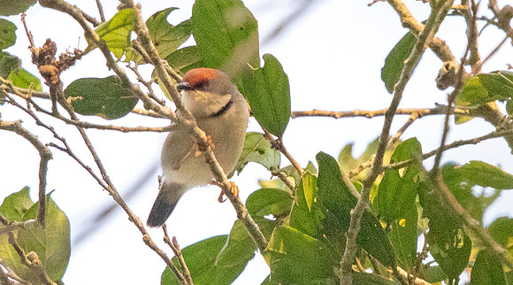 Rufous-crowned eremomela (Eremomela badiceps)