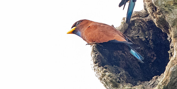 Blue-throated roller (Eurystomus gularis)