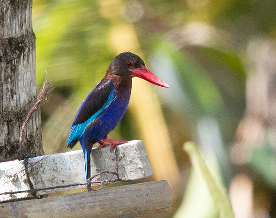 Javan kingfisher (Halcyon cyanoventris)