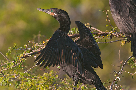 Neotropic Cormorant (Phalacrocorax brasilianus)