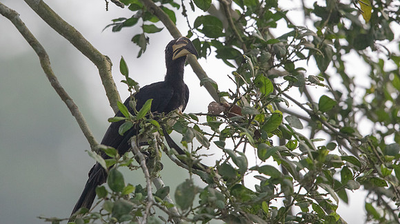 African pied hornbill (Lophoceros fasciatus)
