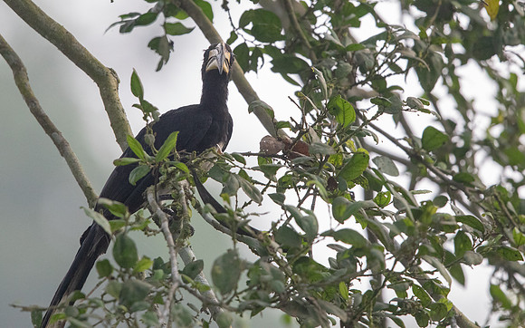 African pied hornbill (Lophoceros fasciatus)