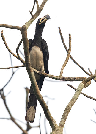 African pied hornbill (Lophoceros fasciatus)