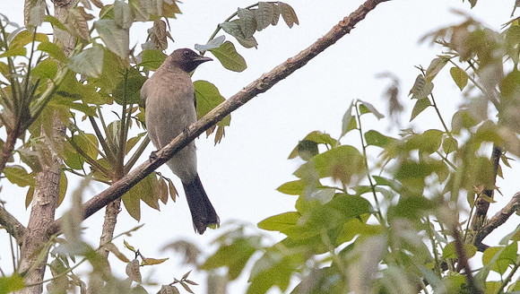 Common bulbul (Pycnonotus barbatus)