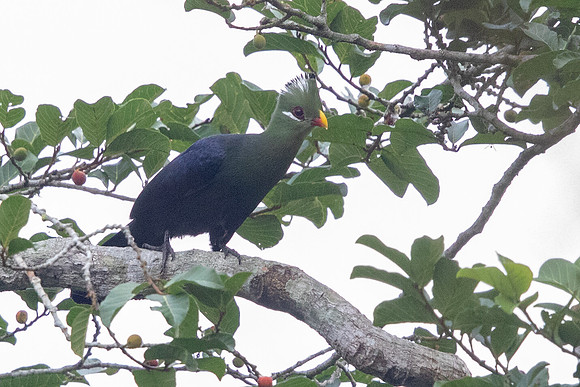 Yellow-billed turaco (Tauraco macrorhynchus)