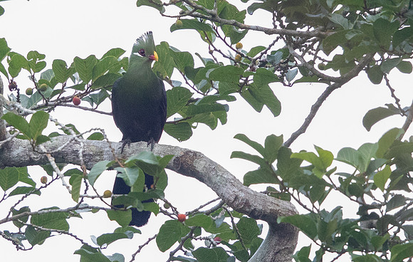 Yellow-billed turaco (Tauraco macrorhynchus)