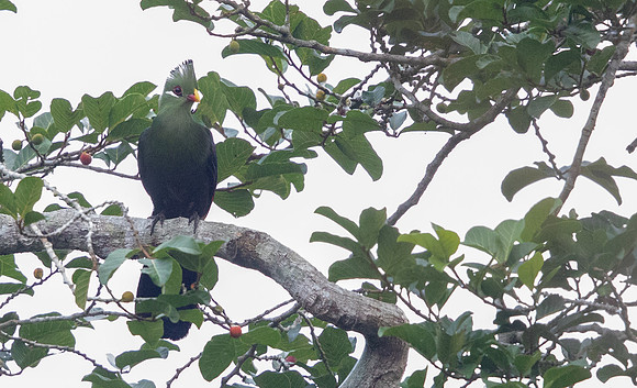 Yellow-billed turaco (Tauraco macrorhynchus)