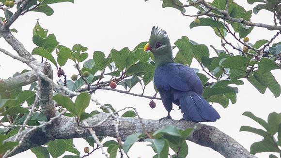 Yellow-billed turaco (Tauraco macrorhynchus)