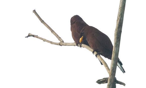 Blue-throated roller (Eurystomus gularis)
