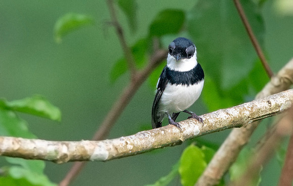 Chestnut wattle-eye (Platysteira castanea) Male
