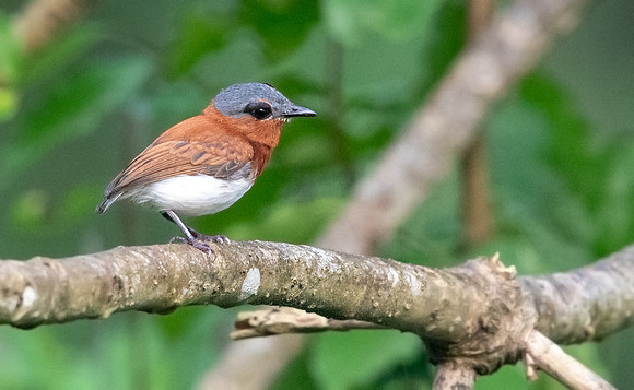 Chestnut wattle-eye (Platysteira castanea) Female