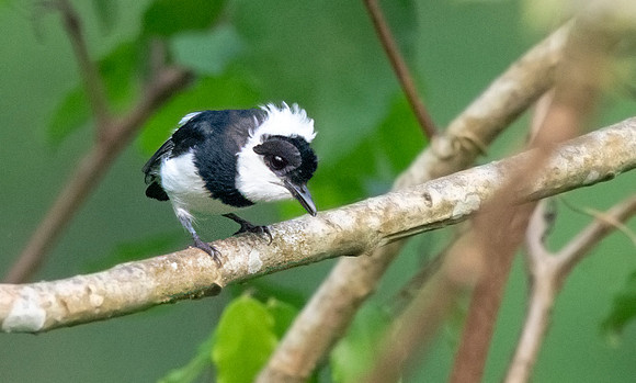 Chestnut wattle-eye (Platysteira castanea) Male