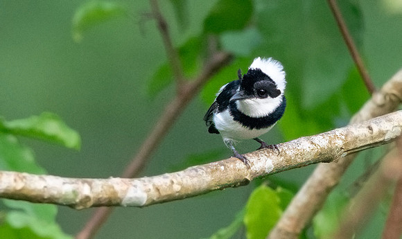 Chestnut wattle-eye (Platysteira castanea) Male