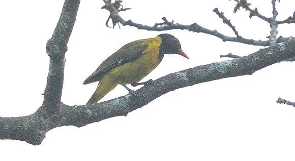 Western Black-headed Oriole (Oriolus brachyrynchus)