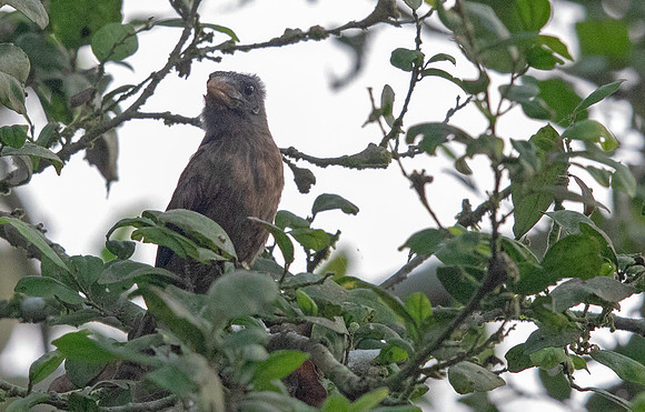 Naked-faced barbet (Gymnobucco calvus)