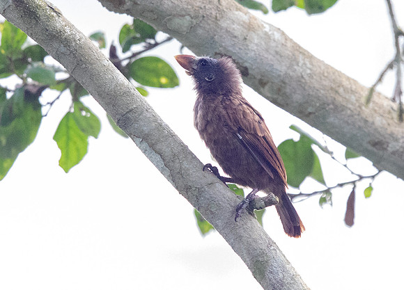 Naked-faced barbet (Gymnobucco calvus)