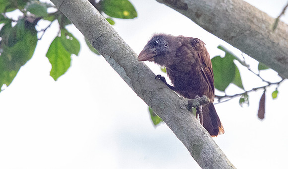 Naked-faced barbet (Gymnobucco calvus)