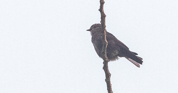 Ussher's flycatcher (Muscicapa ussheri)