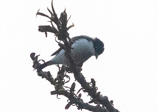 White-breasted nigrita (Nigrita fusconotus)