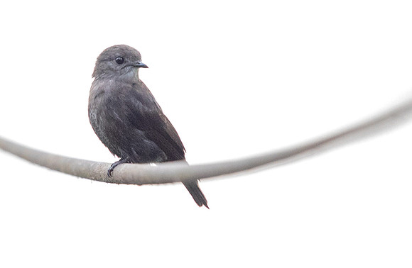 Ussher's flycatcher (Muscicapa ussheri)