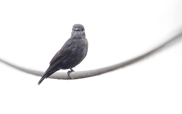Ussher's flycatcher (Muscicapa ussheri)