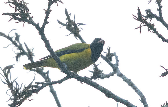 Black-winged oriole (Oriolus nigripennis)