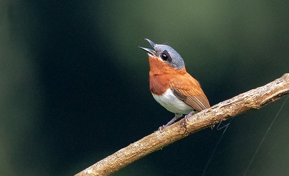 Chestnut wattle-eye (Platysteira castanea) Female