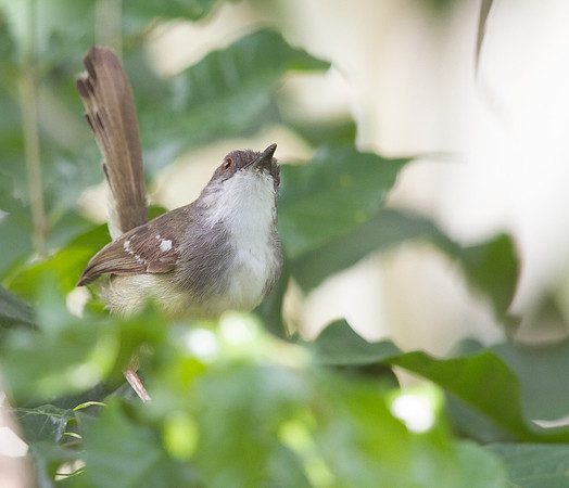 Bar-winged prinia (Prinia familiaris)