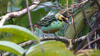 Golden-eared Tanager (Tangara chrysotis)