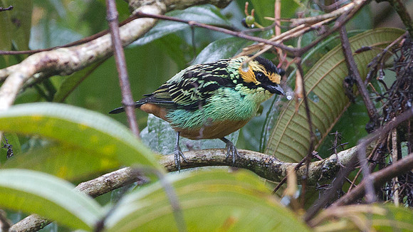 Golden-eared Tanager (Tangara chrysotis)