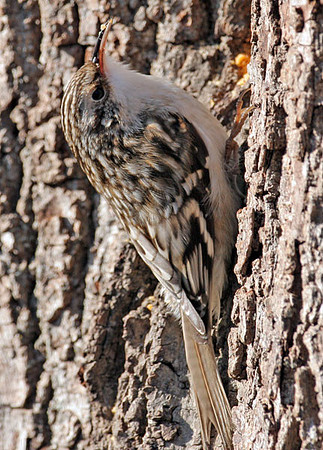Brown Creeper (Certhia americana) also known as American Tree Creeper
