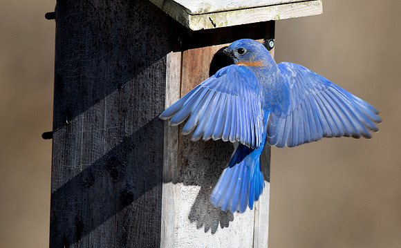 Eastern bluebird (Sialia sialis)