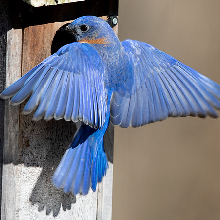 Eastern bluebird (Sialia sialis)