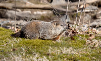 Woodchuck, or Groundhog (Marmota monax)