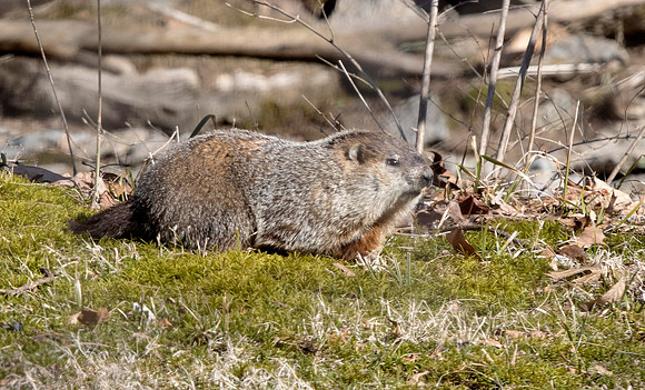 Woodchuck, or Groundhog (Marmota monax)