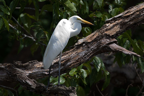 Great Egret (Ardea alba) also known as Great White Egret, Common Egret