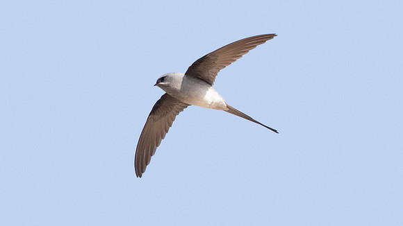 Crested treeswift (Hemiprocne coronata)