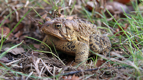 Toad
