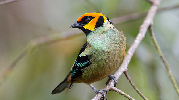 Flame-faced Tanager (Tangara parzudakii)