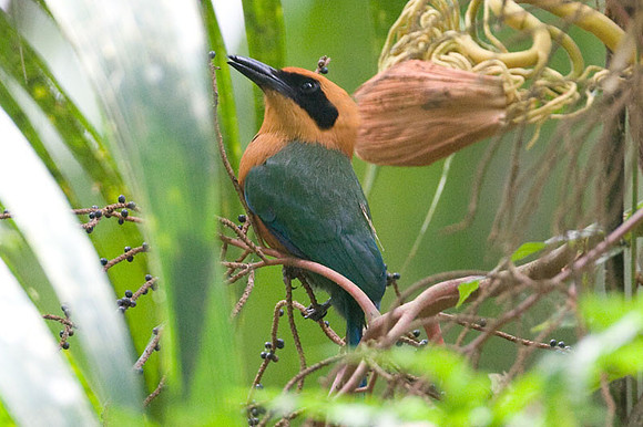 Rufous Motmot (Baryphthengus martii)