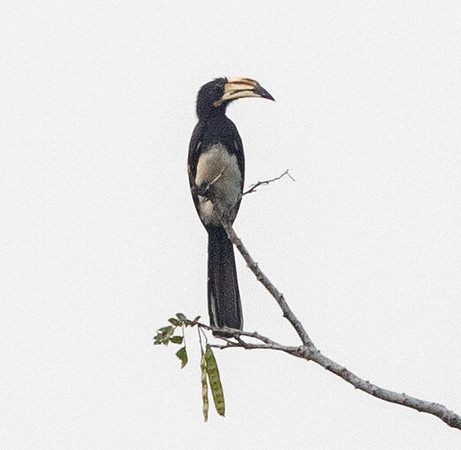 African pied hornbill (Lophoceros fasciatus)