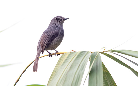 Dusky-blue flycatcher (Muscicapa comitata)