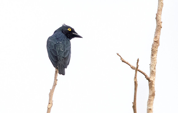 Black-and-white shrike-flycatcher (Bias musicus) Male