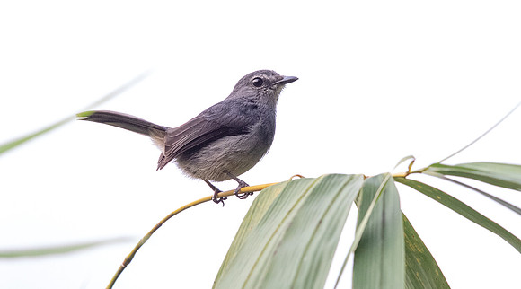 Dusky-blue flycatcher (Muscicapa comitata)