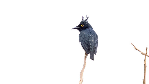 Black-and-white shrike-flycatcher (Bias musicus) Male