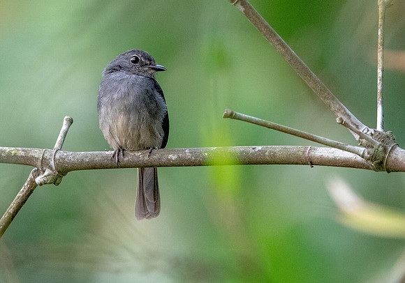 Dusky-blue flycatcher (Muscicapa comitata)