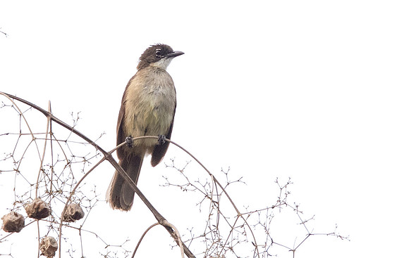 Simple greenbul (Chlorocichla simplex)