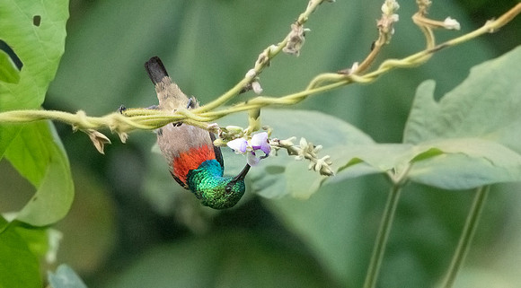 Olive-bellied sunbird (Cinnyris chloropygius)