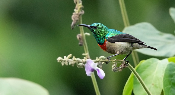 Olive-bellied sunbird (Cinnyris chloropygius)