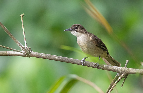Simple greenbul (Chlorocichla simplex)